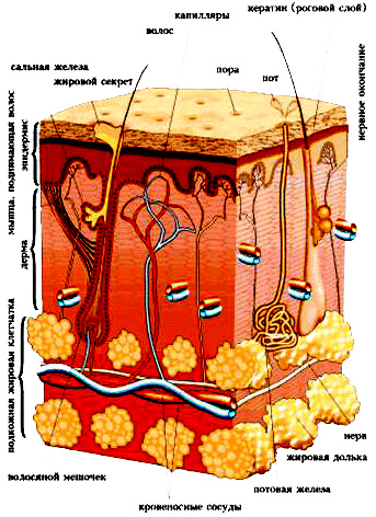структура кожи